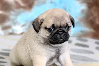 Carlos, a male Pug for sale in Sugarcreek, OH – 6 of 8