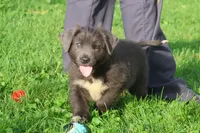 Tina, a female Newfoundland for sale in Sugarcreek, OH – 5 of 8