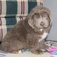 Ariel, a female Newfoundland for sale in Sugarcreek, OH – Photo 4 of 8
