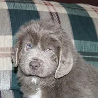 Ariel, a female Newfoundland for sale in Sugarcreek, OH – Photo 6 of 8