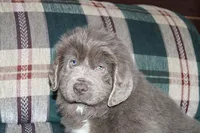 Ariel, a female Newfoundland for sale in Sugarcreek, OH – Photo 6 of 8