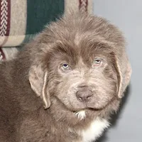 Ariel, a female Newfoundland for sale in Sugarcreek, OH – Photo 2 of 8