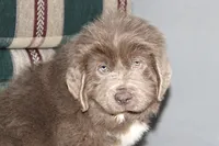 Ariel, a female Newfoundland for sale in Sugarcreek, OH – Photo 2 of 8