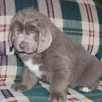 Ariel, a female Newfoundland for sale in Sugarcreek, OH – Photo 7 of 8