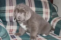Ariel, a female Newfoundland for sale in Sugarcreek, OH – Photo 7 of 8