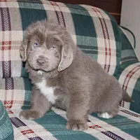 Ariel, a female Newfoundland for sale in Sugarcreek, OH – Photo 5 of 8