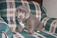 Ariel, a female Newfoundland for sale in Sugarcreek, OH – Photo 5 of 8