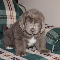 Ariel, a female Newfoundland for sale in Sugarcreek, OH – Photo 8 of 8