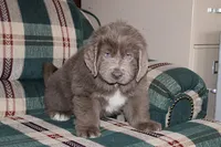 Ariel, a female Newfoundland for sale in Sugarcreek, OH – Photo 8 of 8