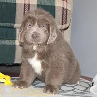 Ariel, a female Newfoundland for sale in Sugarcreek, OH – Photo 3 of 8