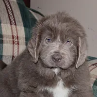 Ariel, a female Newfoundland for sale in Sugarcreek, OH – Photo 1 of 8