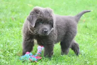 Montoya, a male Newfoundland for sale in Sugarcreek, OH – 3 of 9
