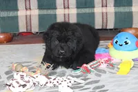 Angie, a female Newfoundland for sale in Sugarcreek, OH – Photo 2 of 7