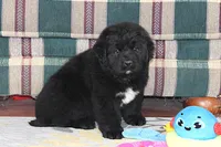 Angie, a female Newfoundland for sale in Sugarcreek, OH – Photo 7 of 7