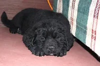 Angie, a female Newfoundland for sale in Sugarcreek, OH – Photo 6 of 7