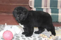 Angie, a female Newfoundland for sale in Sugarcreek, OH – Photo 4 of 7