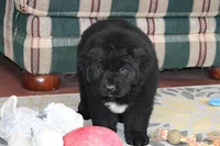 Angie, a female Newfoundland for sale in Sugarcreek, OH – Photo 1 of 7