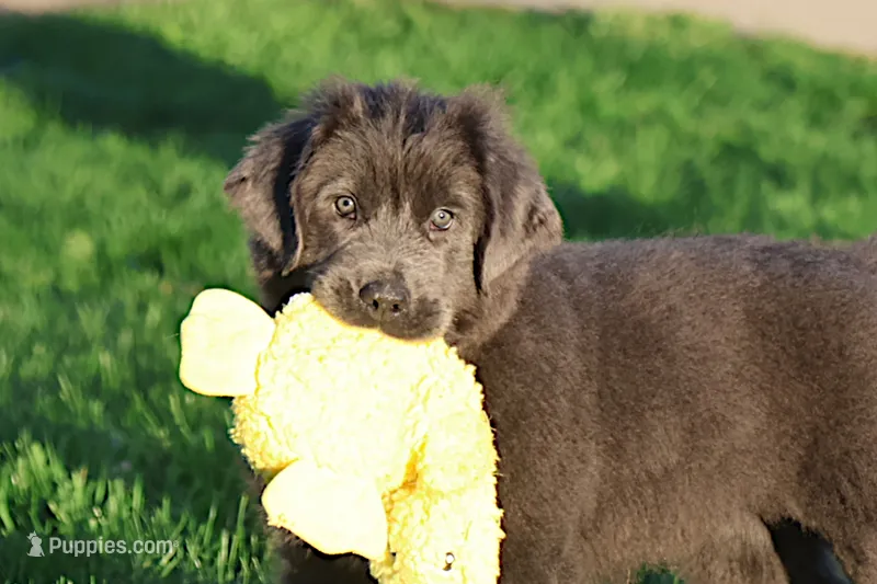 Tina – Newfoundland puppy for sale in Sugarcreek, OH