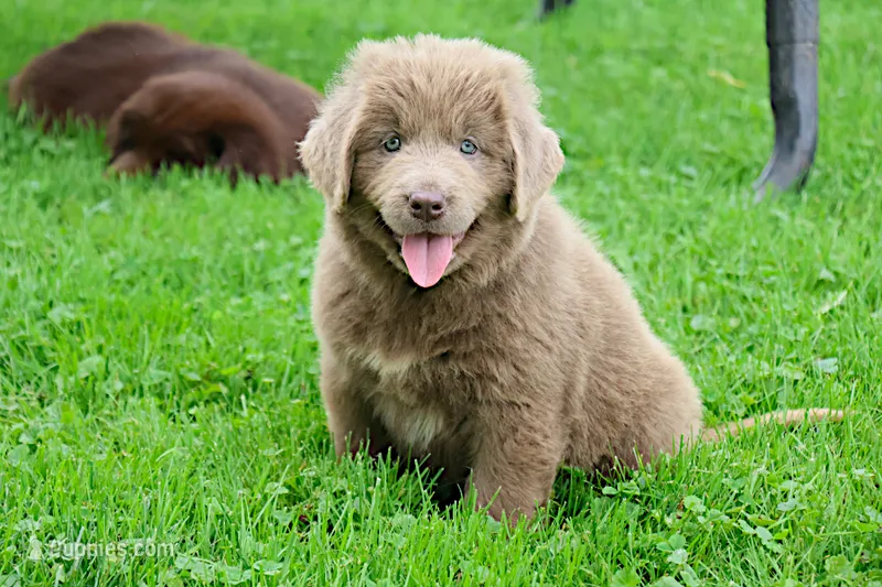 Bianca – Newfoundland puppy for sale in Sugarcreek, OH