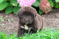 Talia, a female Newfoundland for sale in Sugarcreek, OH – 9 of 9