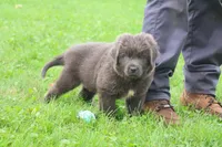 Montoya, a male Newfoundland for sale in Sugarcreek, OH – 4 of 9