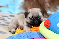 Monty, a male Pug for sale in Sugarcreek, OH – 4 of 7