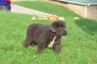 Durango, a female Newfoundland for sale in Sugarcreek, OH – 6 of 9