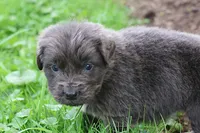 Silvia, a female Newfoundland for sale in Sugarcreek, OH – 2 of 7