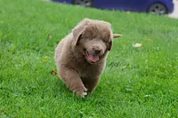 Bianca, a female Newfoundland for sale in Sugarcreek, OH – 5 of 10