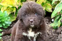Talia, a female Newfoundland for sale in Sugarcreek, OH – 3 of 9