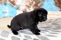 Greg, a male Pug for sale in Sugarcreek, OH – 3 of 7