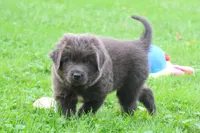 Montoya, a male Newfoundland for sale in Sugarcreek, OH – 5 of 9