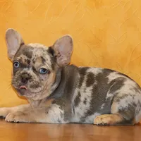 Valentine Sale Hazel, a female French Bulldog for sale in Sugarcreek, OH – Photo 5 of 9
