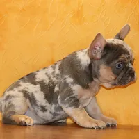 Valentine Sale Hazel, a female French Bulldog for sale in Sugarcreek, OH – Photo 4 of 9