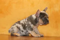 Valentine Sale Hazel, a female French Bulldog for sale in Sugarcreek, OH – Photo 4 of 9