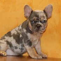 Valentine Sale Hazel, a female French Bulldog for sale in Sugarcreek, OH – Photo 6 of 9