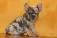 Valentine Sale Hazel, a female French Bulldog for sale in Sugarcreek, OH – Photo 6 of 9