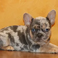 Valentine Sale Hazel, a female French Bulldog for sale in Sugarcreek, OH – Photo 1 of 9