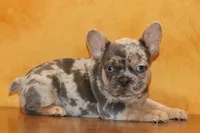 Valentine Sale Hazel, a female French Bulldog for sale in Sugarcreek, OH – Photo 1 of 9