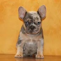 Valentine Sale Hazel, a female French Bulldog for sale in Sugarcreek, OH – Photo 3 of 9