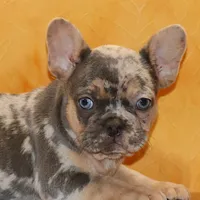 Valentine Sale Hazel, a female French Bulldog for sale in Sugarcreek, OH – Photo 2 of 9