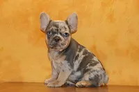 Valentine Sale Hazel, a female French Bulldog for sale in Sugarcreek, OH – Photo 7 of 9