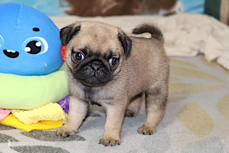 Sierra – Pug puppy for sale in Sugarcreek, OH