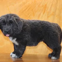 Valentine Sale Xenia, a female Newfoundland for sale in Sugarcreek, OH – Photo 2 of 10