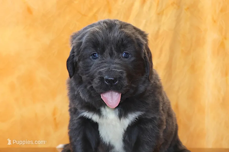 Valentine Sale Xenia