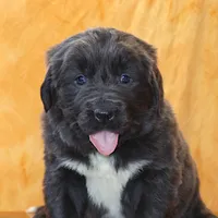 Valentine Sale Xenia, a female Newfoundland for sale in Sugarcreek, OH – Photo 1 of 10