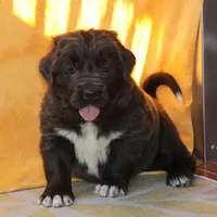 Valentine Sale Xenia, a female Newfoundland for sale in Sugarcreek, OH – Photo 3 of 10