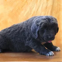 Valentine Sale Xenia, a female Newfoundland for sale in Sugarcreek, OH – Photo 6 of 10