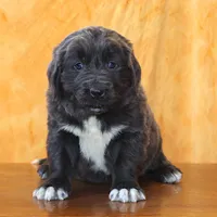 Valentine Sale Xenia, a female Newfoundland for sale in Sugarcreek, OH – Photo 8 of 10