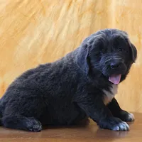 Valentine Sale Xenia, a female Newfoundland for sale in Sugarcreek, OH – Photo 7 of 10